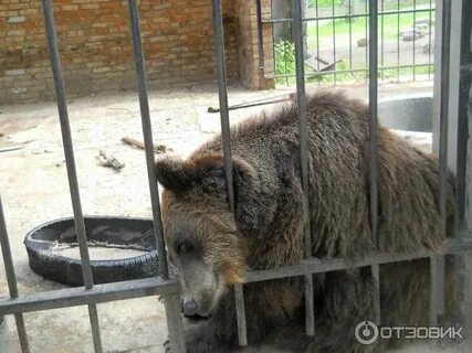 Зооград пушкинские