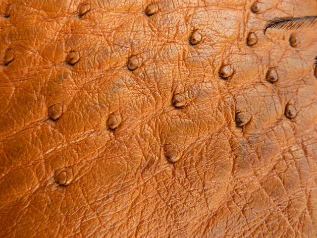 Кожа страуса (Ostrich Leather). Свиная кожа. Натуральная свиная кожа. Мерея кожи. Кожа внешний вид