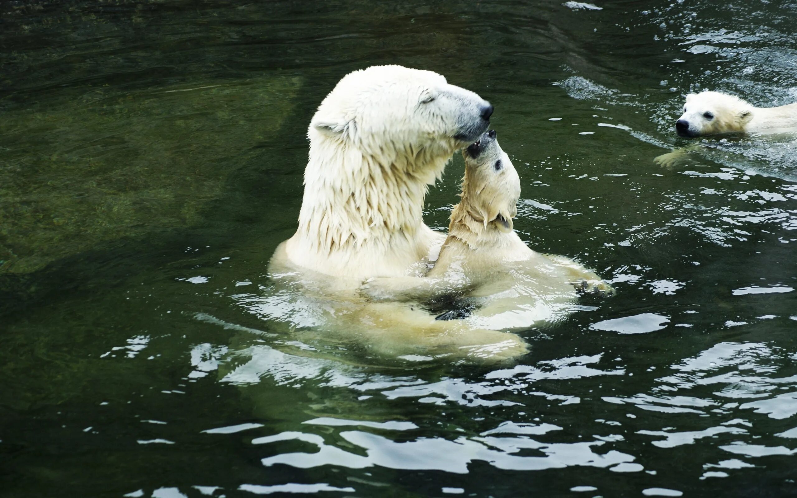 Медведь умывается. Белый медведь. Животные в воде. Белый медведь купается. Животные купаются в воде.