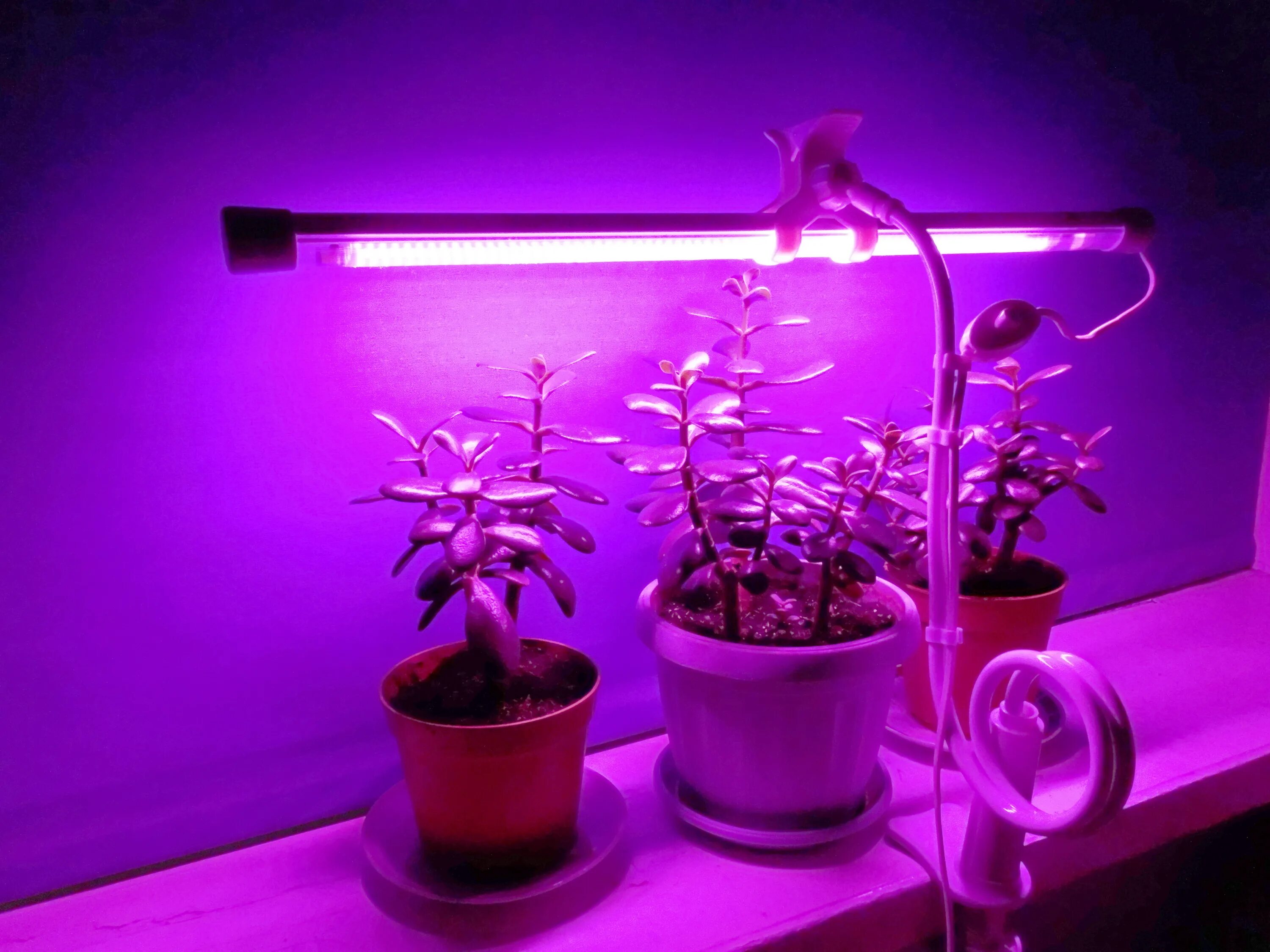 Фито светильник для растений. "Полный спектр - 20 ватт". Фитосветильник «растущий светильник фито f1 16 Вт». Фитосветильник линейный 10w 567мм VKL VLED-Fito-lt5-10w (фиолетовый спектр). Фитосветильник для растений led 60 см., 10 Вт. Купить подсветку для цветов