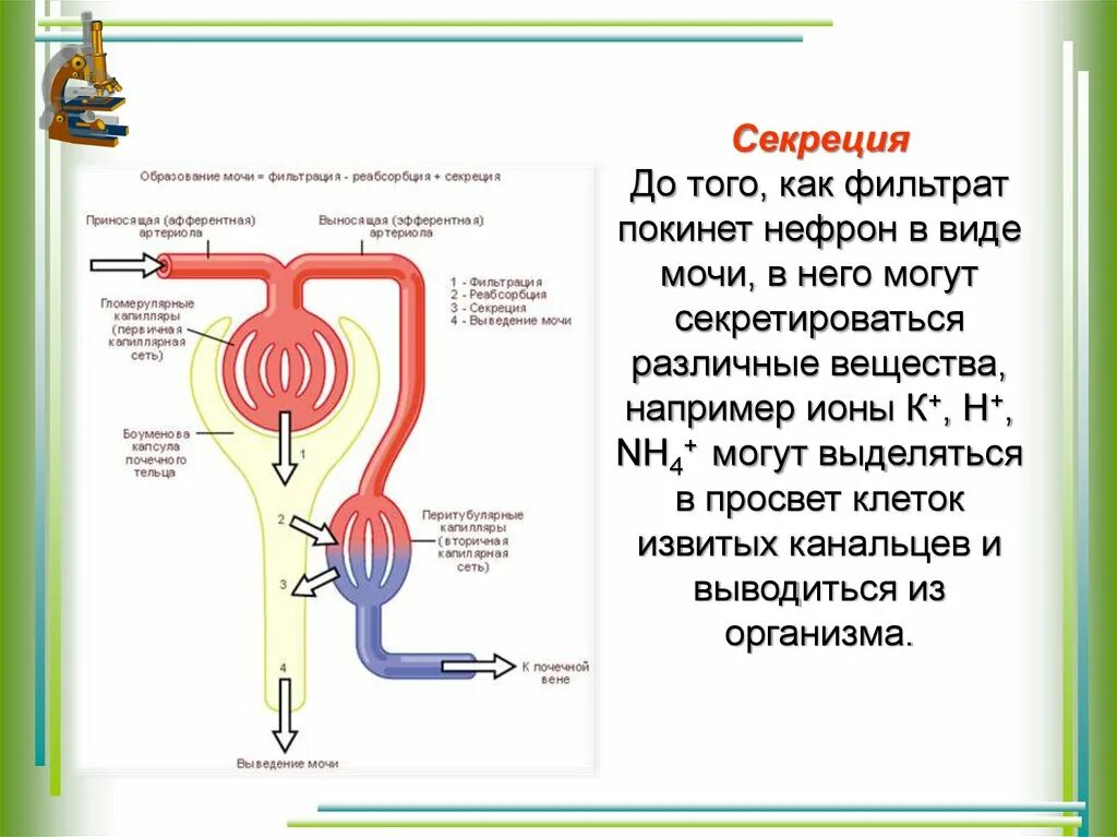 Строение нефрона и процесса образования мочи. Мочевыделительная система строение нефрона. Строение нефрона механизм мочеобразования. Схема образование мочи биология 8.