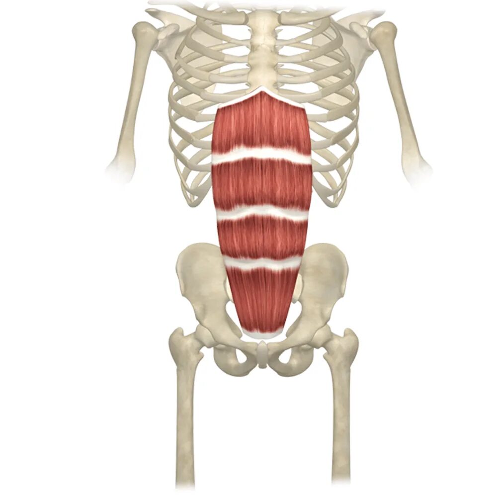 Сухожильные перемычки прямой мышцы живота. M rectus abdominis. Поперечная мышца живота (m. Пирамидальная мышца живота анатомия. Transversus abdominis мышца.