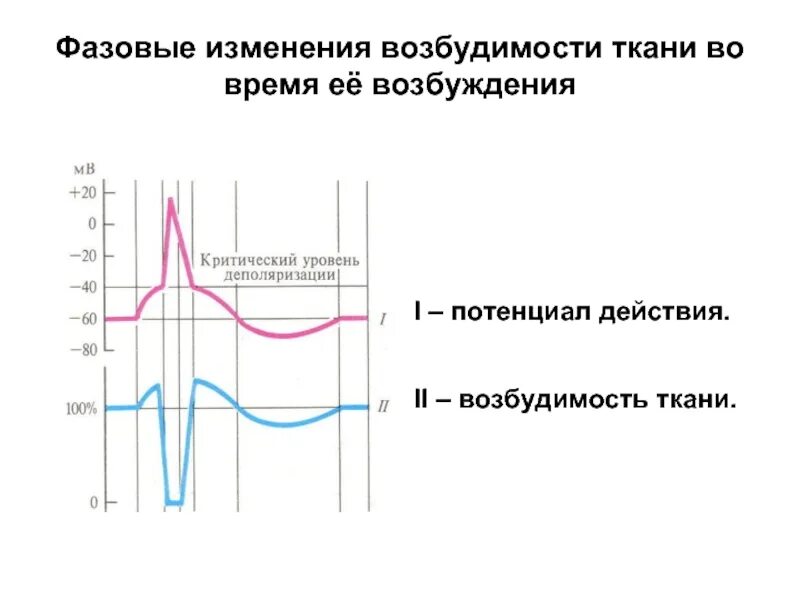 Фазовые изменения возбудимости. Фазовые изменения возбудимости при возбуждении. График возбудимости ткани. График потенциала действия и возбудимости.