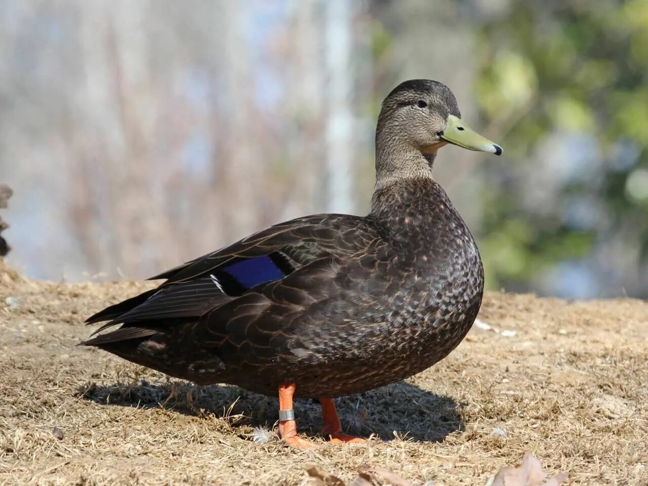 Duck barbra. Американская чёрная кряква. Чёрная кряква селезень. Утка кряква черная. Дикая утка кряква черные.