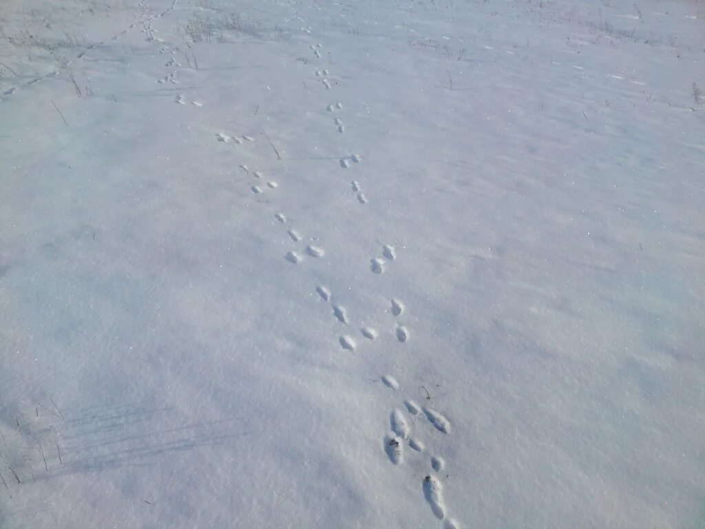 Там следы. Следы зайца беляка на снегу. След зайца Заячий след. Следы зайца русака на снегу. Заячьи следы на снегу.