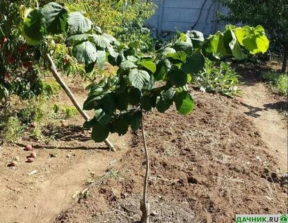 Какой орех можно посадить