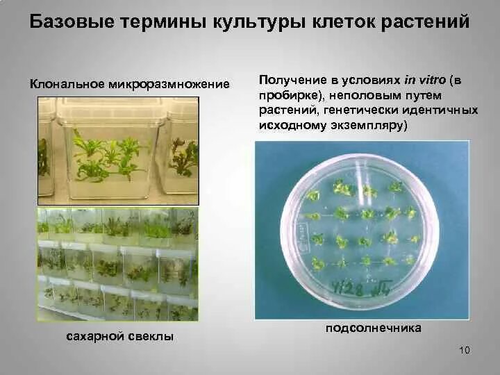 Культура клеток растений. Культуры растительных клеток in vitro. Выращивание клеточных культур. Метод культуры клеток.