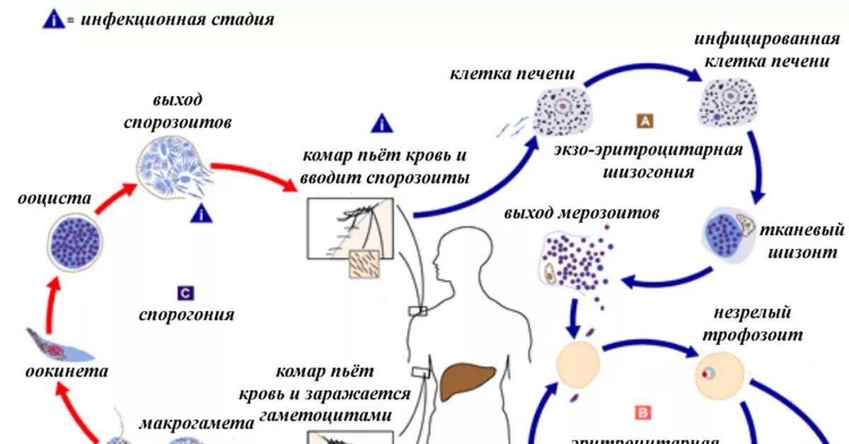 Plasmodium falciparum жизненный цикл. Цикл развития плазмодия. Цикл развития малярийного плазмодия. Жизненный цикл плазмодия схема. Основной механизм передачи возбудителя малярии