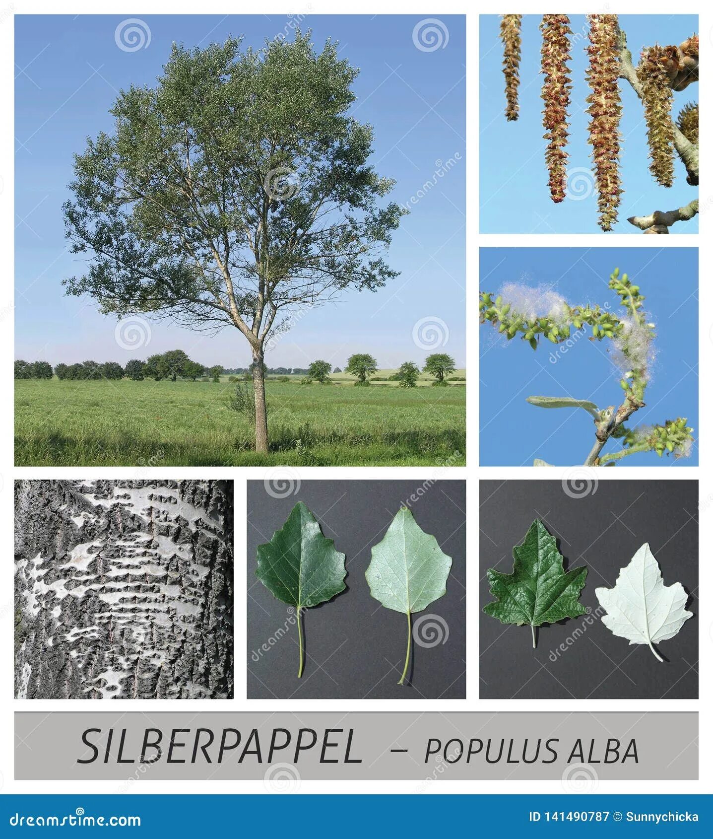 Тополь белый какой отдел. Populus alba тополь белый. тополь серебристый populus alba. populus alba листья. тополь белый крона.