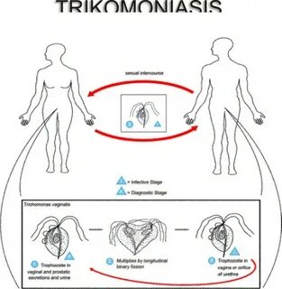Жизненный цикл трихомонады
