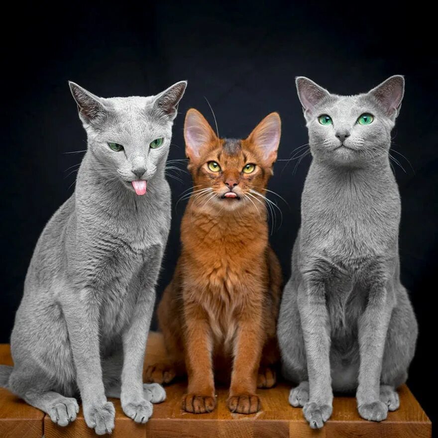 Другая порода кошек. Породы кошек. Породистые кошки. Разные кошки. Русская голубая кошка.
