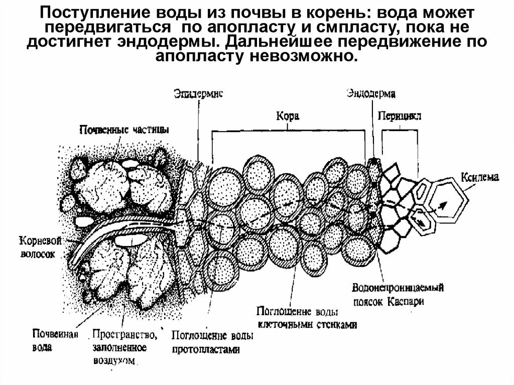 Передвижение воды в корне. Поступление воды в корень. Передвижение веществ по симпласту и апопласту. Механизмы поступления воды в растение. Поступление воды по атапласту.