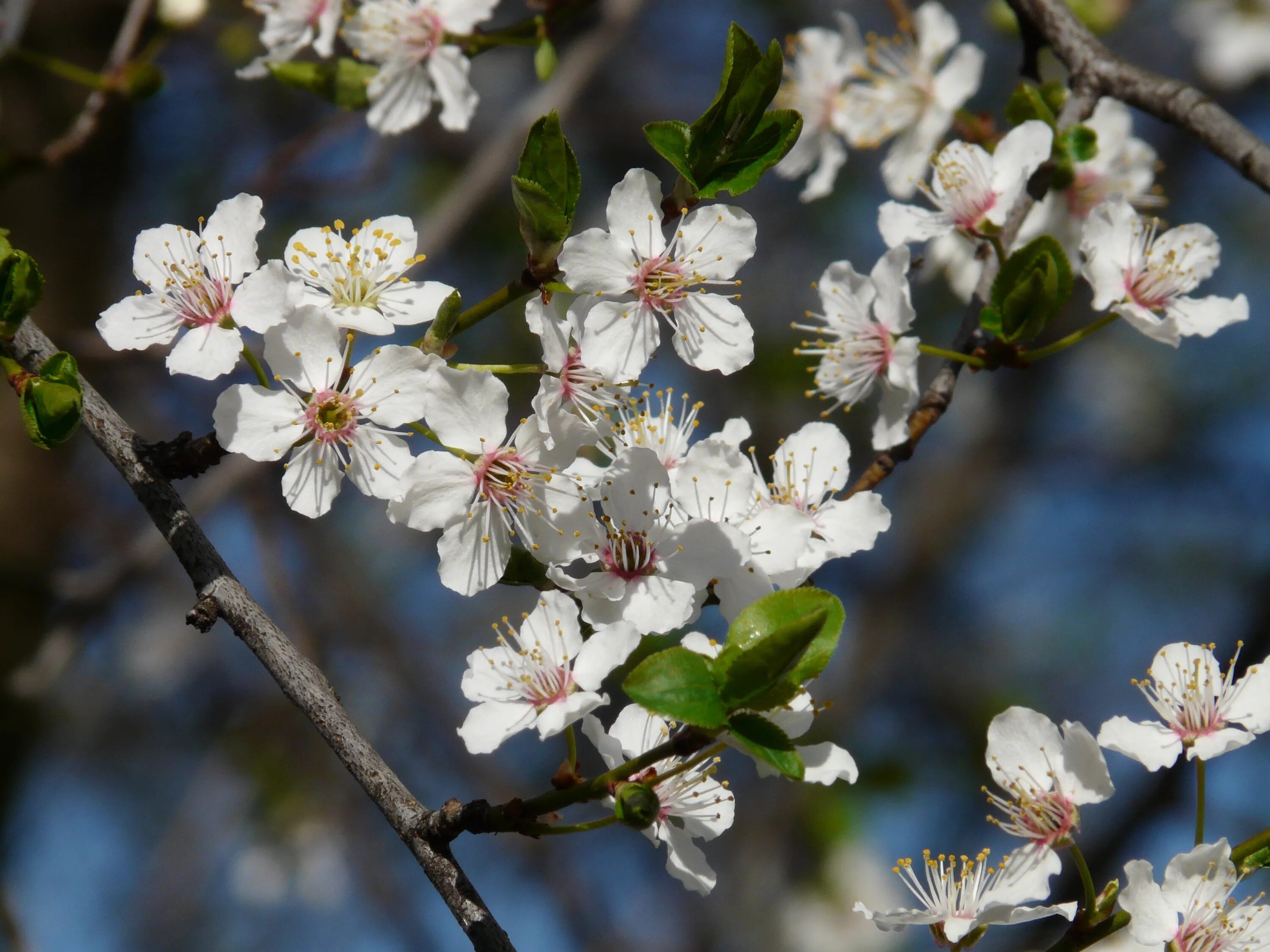 Prunus Americana дерево. Вишня Максимовича цветение. Алыча Дикая цветет. Мирабель слива цветение. Как цветет слива