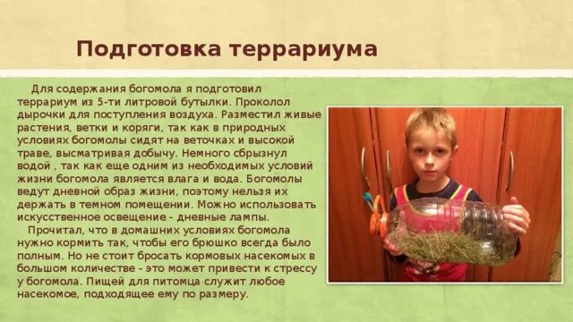 Как приручить богомола. Террариум для богомола. Наполнитель для богомола. Что нужно для содержания богомола.