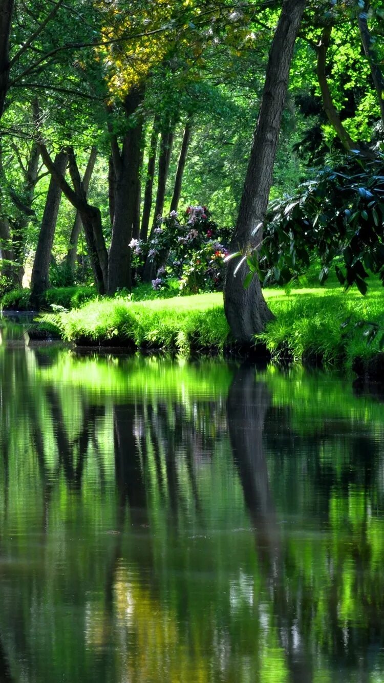 Обои на телефон 240. Природа пруд. Озеро в лесу. Природа вертикальные. Красивый пруд в лесу.