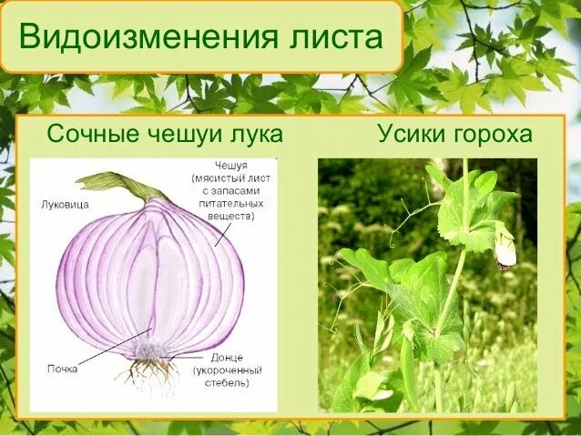 Какую функцию в луковице выполняют чешуи листья. Усики гороха это видоизмененные листья. усики гороха и почечные чешуи. строение листовых усиков.