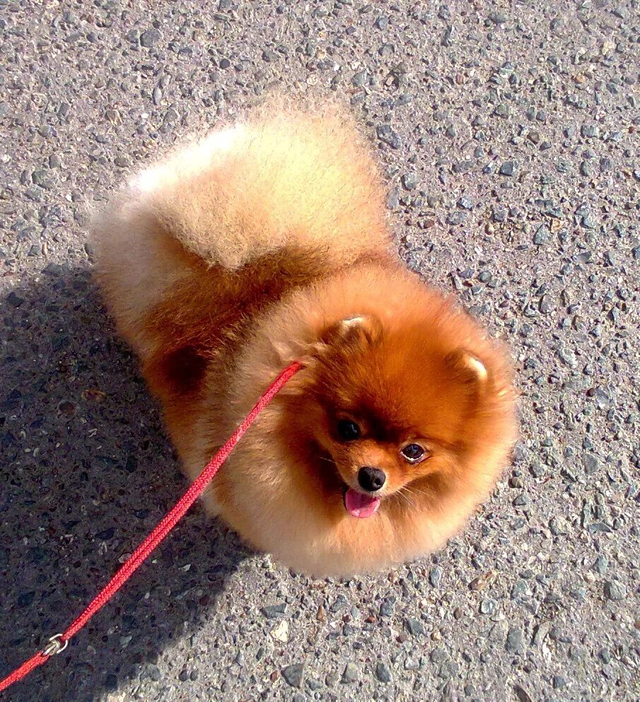 Шпиц померанский карликовый. Померанский шпиц. Йоркширский той терьер. Миниатюрный померанский шпиц. Порода собак чихуахуа.