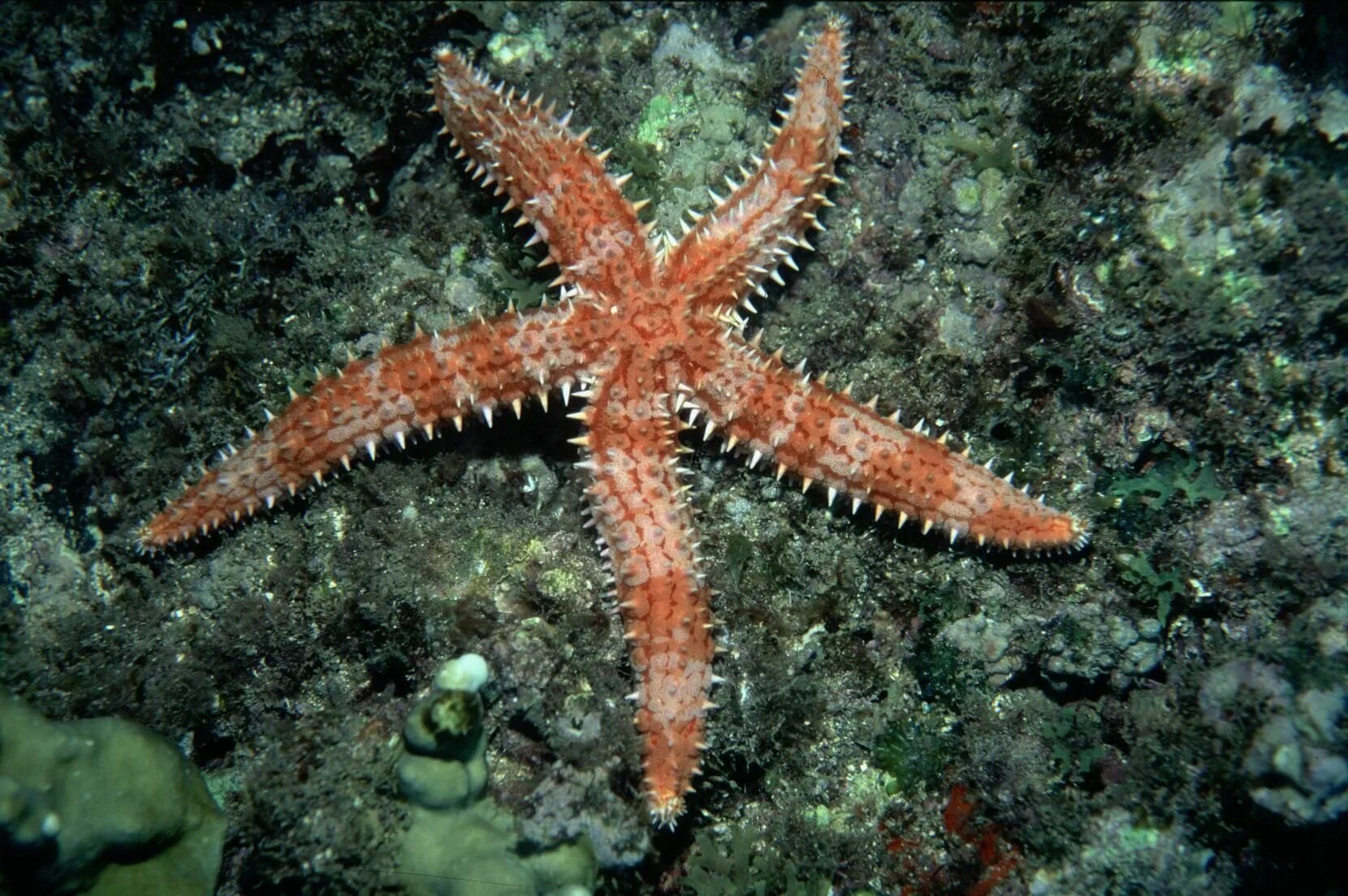 7 звезд морское