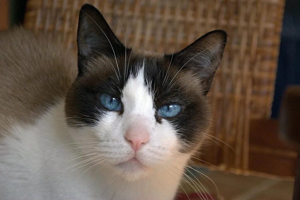 Рассмотрите фотографию кошки породы сноу шу. Сиамский Сноу-Шу. Сноу-Шу кошка. Кошка Сноу Шу помесь. Сноу Шу косоглазие.