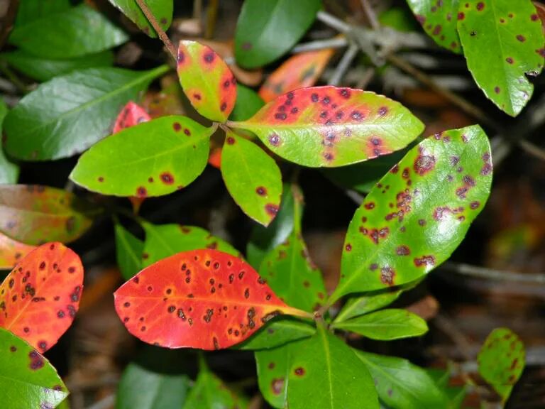 Plant disease. Болезни Фотинии. Болезни растений. Кольцевая пятнистость табака. Больное растение.