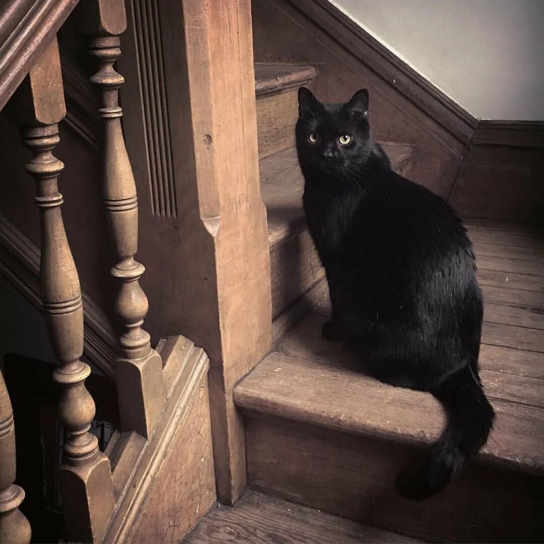 Кошка в темной комнате. Чёрный кот. черные коты. чёрная кошка эстетика. черный кот эстетика.