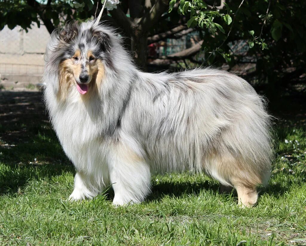 Шотландская колли. Окрасы колли. Окрасы колли. Шотландская овчарка шелти. Колли длинношерстный триколор.