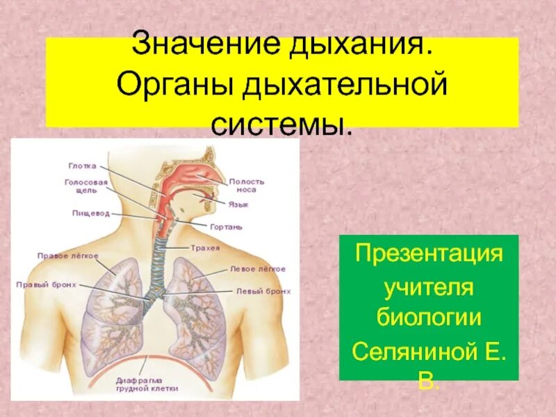 Взаимосвязь строения и функции легких. Анатомия и функции системы органов дыхания. органы дыхательной системы биология 8 класс. дыхательная система значение дыхания органы дыхания. значение дыхания органы дыхательной системы.