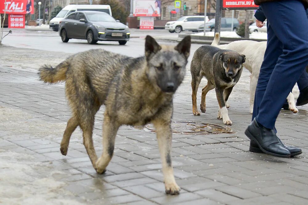 Бродячая собака волгоград. Стая бездомных собак. Бродячие собаки волгоград. Бродячая собака волгоград. Город собак.