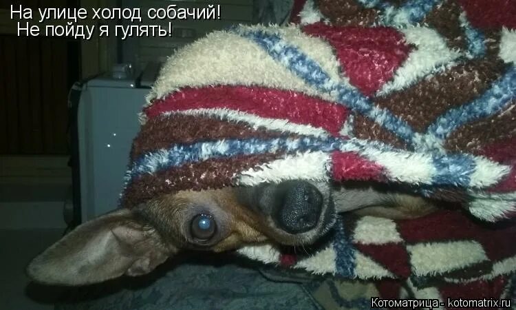 Доброе утро холодно. Холодина собачья. Почему холод собачий. Стих про холодец смешной. Собака на холоде.