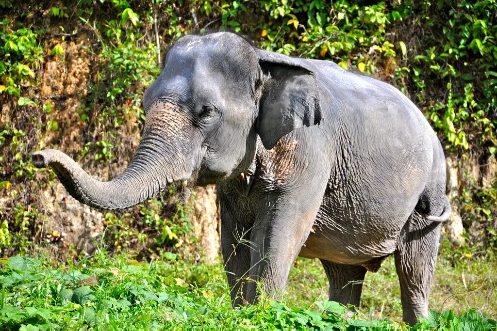 Elephas Maximus — азиатский слон. Хоботные индийский слон. Азиатский слон с бивнями. Азиатский слон хоботные.