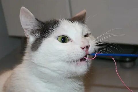 У кота пена со