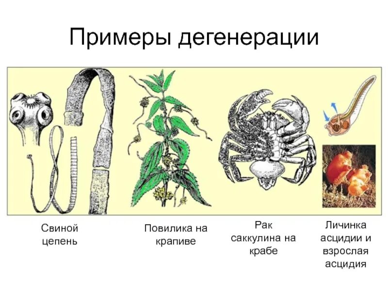 Редукция дегенерация. Примеры дегенерации у животных. Дегенерация у растений и животных. Примеры дегенерации у растений. Примеры дегенерации в биологии.