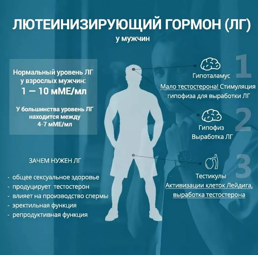 Уровень лг у мужчин