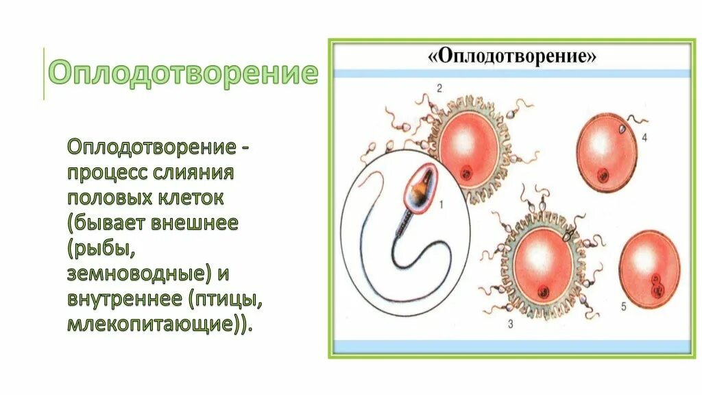 Составляющие оплодотворения. Оплодотворение у млекопитающих. схема оплодотворения у млекопитающих. процесс оплодотворения. процесс слияния половых клеток оплодотворения.