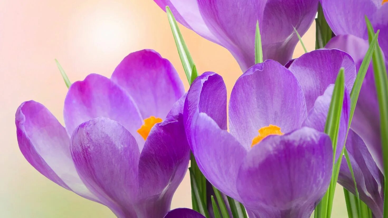 Крокус весенний фиолетовый. Крокус цветок фиолетовый. Крокус бело фиолетовый. Крокусы с мимозой. Баннер скорби крокус