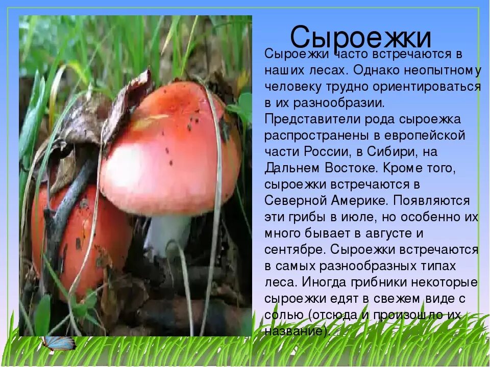 Сыроежка сообщение. Сообщение о грибе сыроежка. сообщение о грибах. сообщение о грибах 2 класс. сыроежка гриб.