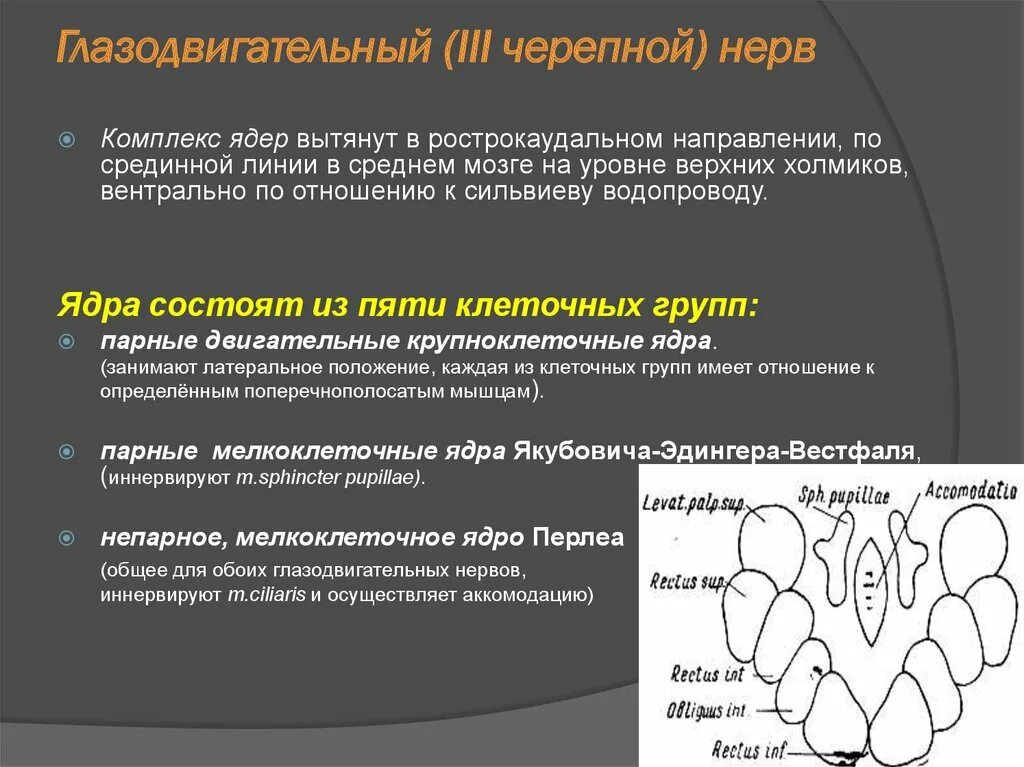 Поражение 3 нерва. Глазодвигательный нерв функции. Исследование функций глазодвигательных нервов. Исследуйте функцию глазодвигательного нерва. Исследование функции глазодвигательного нерва.