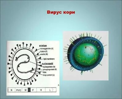 3 возбудитель кори