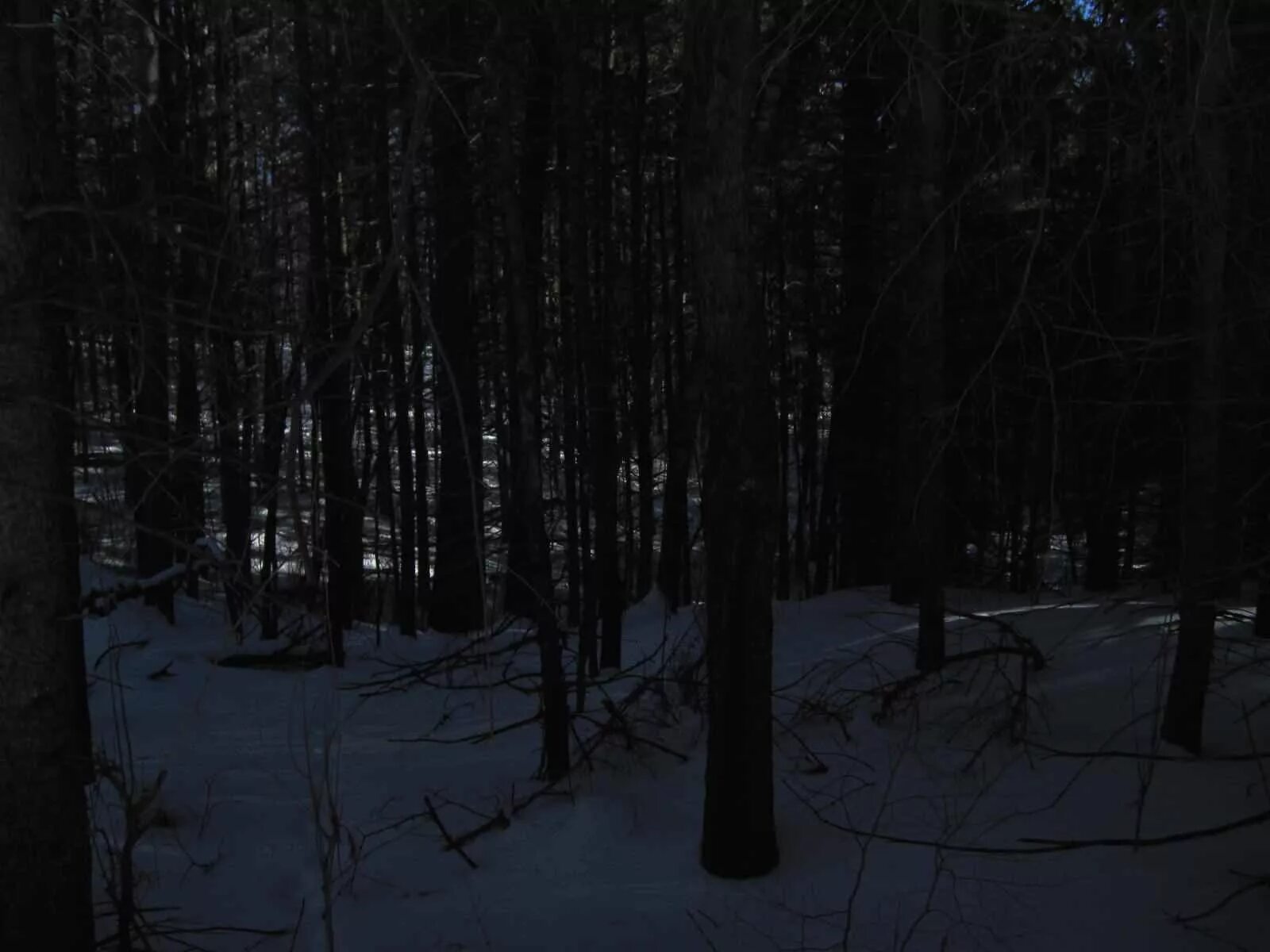 Темный лес. Зимний лес ночью. «Ночь в лесу». Лес зимой ночью. Темнота раннего зимнего