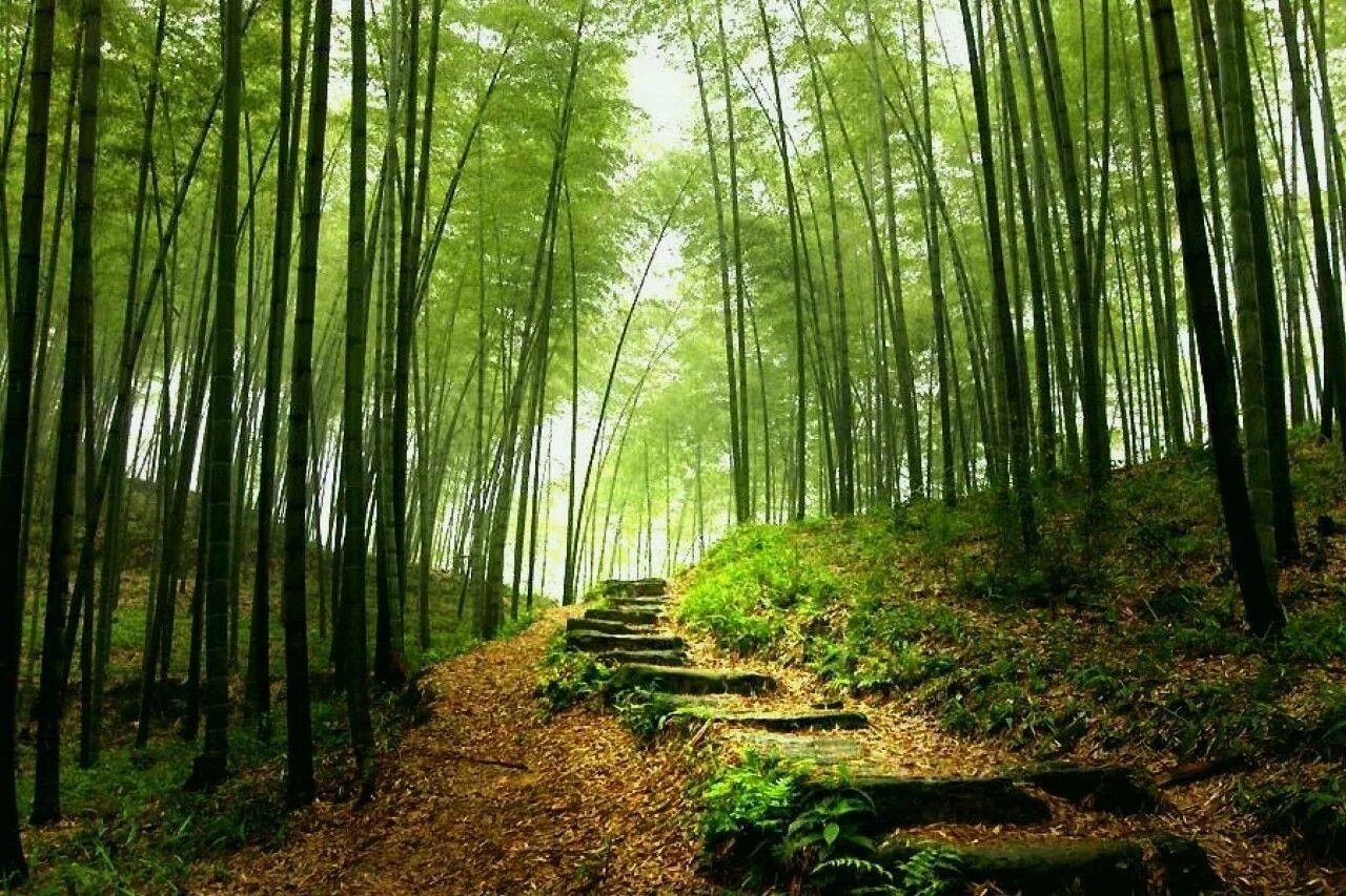 Самая лесная страна в мире. Долина Хэйчжу в Китае. Первобытный Кратерный лес. Первобытный Кратерный лес в Китае. Бамбуковый лес Китай.