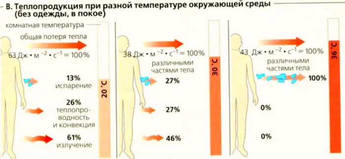 Реакция организма при повышении температуры. Температура тела. Температура человека. При высокой температуре организм. При повышении температуры тела наблюдается.