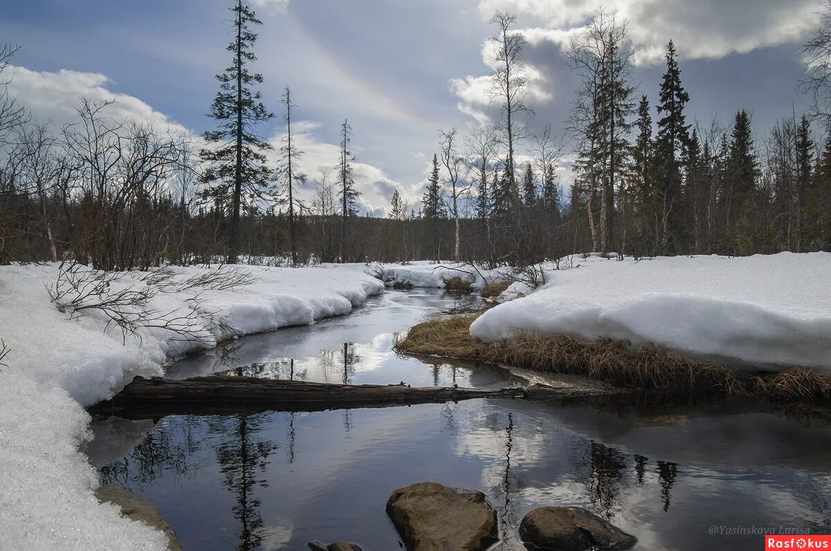 уж обыкновенный оранжевые пятна. и воды уже весной шумят. весна шумит. змеи саратовской области уж. колхидский уж.