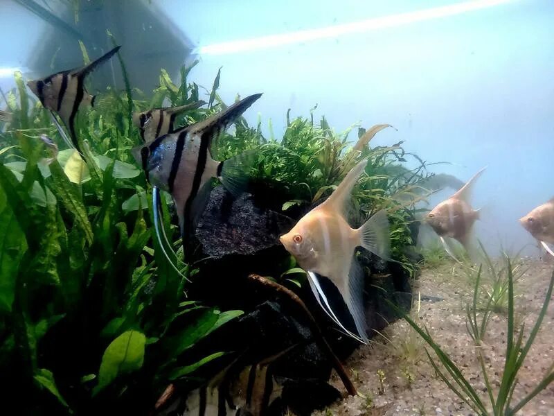 Скалярия альтум рио нанай. Скалярий рыбка аквариумная. Скалярия вуалевая. Какую рыбу не разводят в прудах скалярия. Какую рыбу не разводят в прудах скалярия.