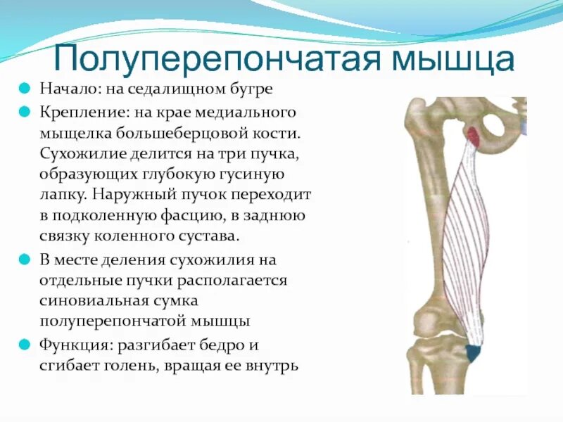 Полуперепончатой мышцы. Сухожилия бедренной кости. Полуперепончатая мышца крепление. Бедренная кость мышцы.