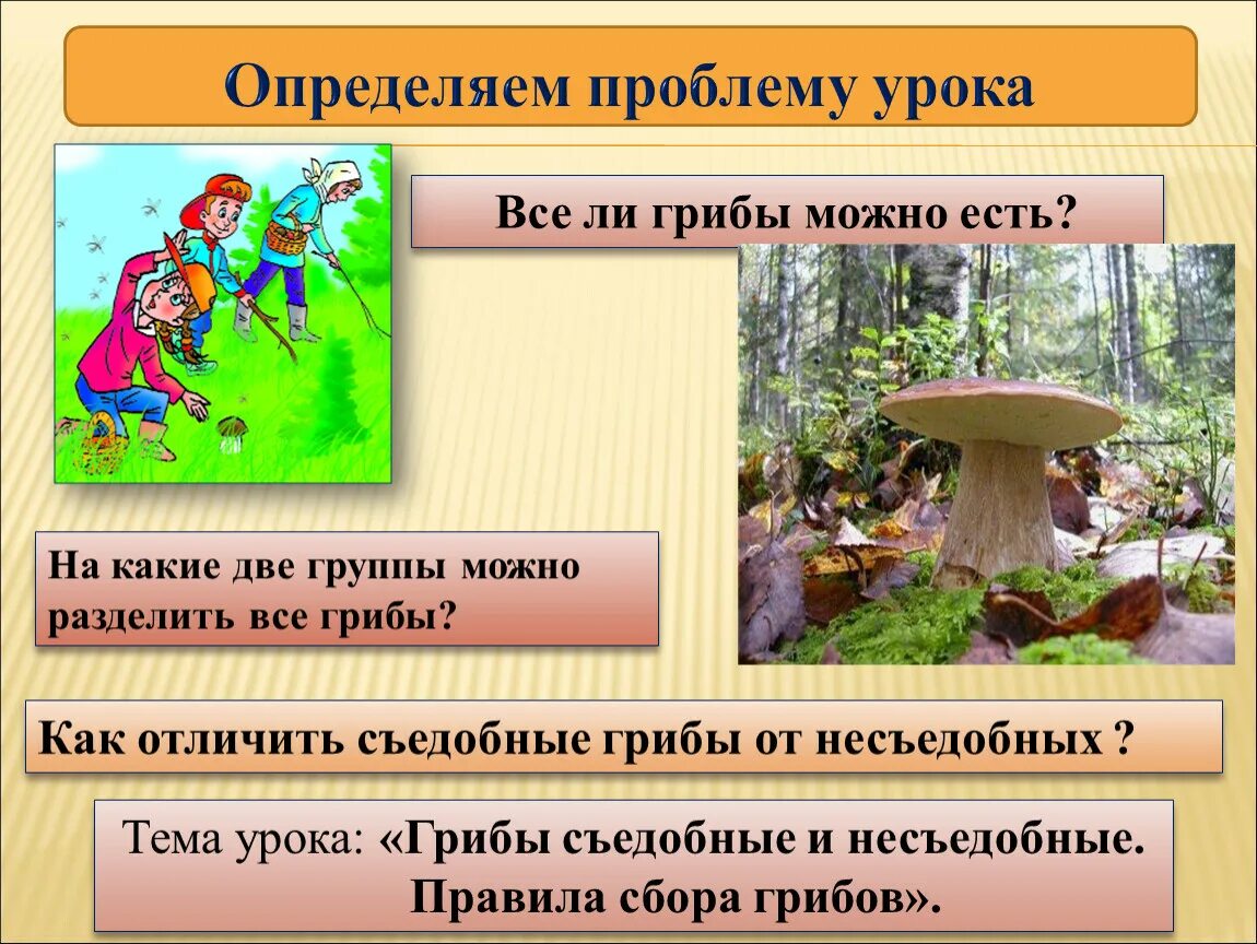 Какие есть группы грибов. Две группы грибов. Как какие две группы можно разделить грибы. Грибы можно разделить на две группы. Основание разделения грибов.