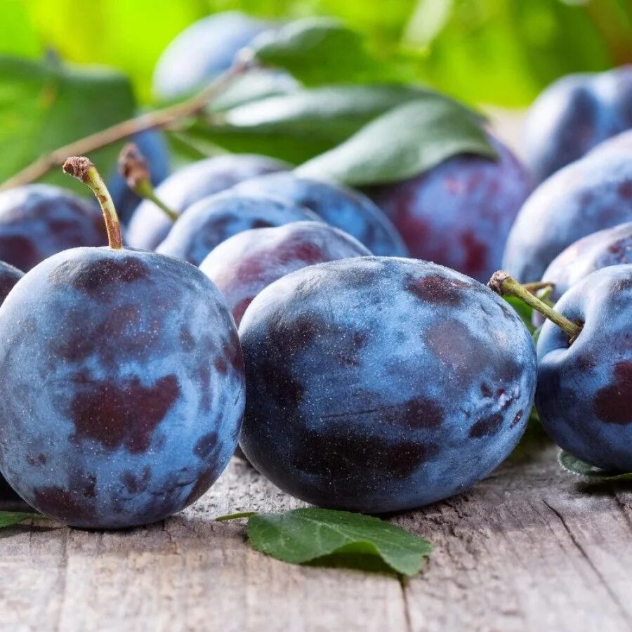 слива альдерман. слива окская. слива амерс. слива караташ. соивы.