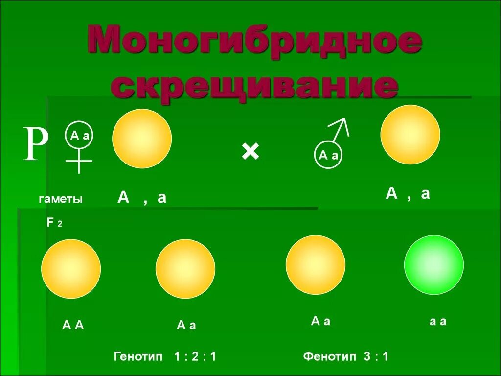 Моногибридное и дигибридное скрещивание 10 класс. Моногибридное и дигибридное скрещивание. Амоногиьридное скрещ. Тема моногибридное скрещивание. Форма моногибридного скрещивания.