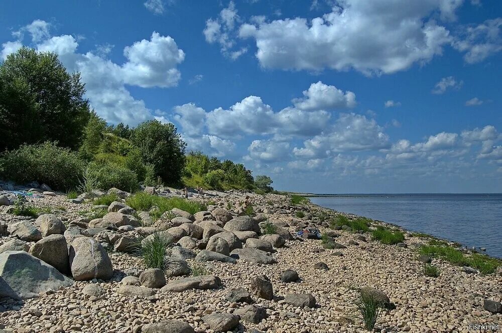 Озеро Ильмень Коростынь. Озеро Ильмень Великий Новгород. Ильменское озеро. Озеро Ильмень набережная. С ильмень озера ребятня возвращалась