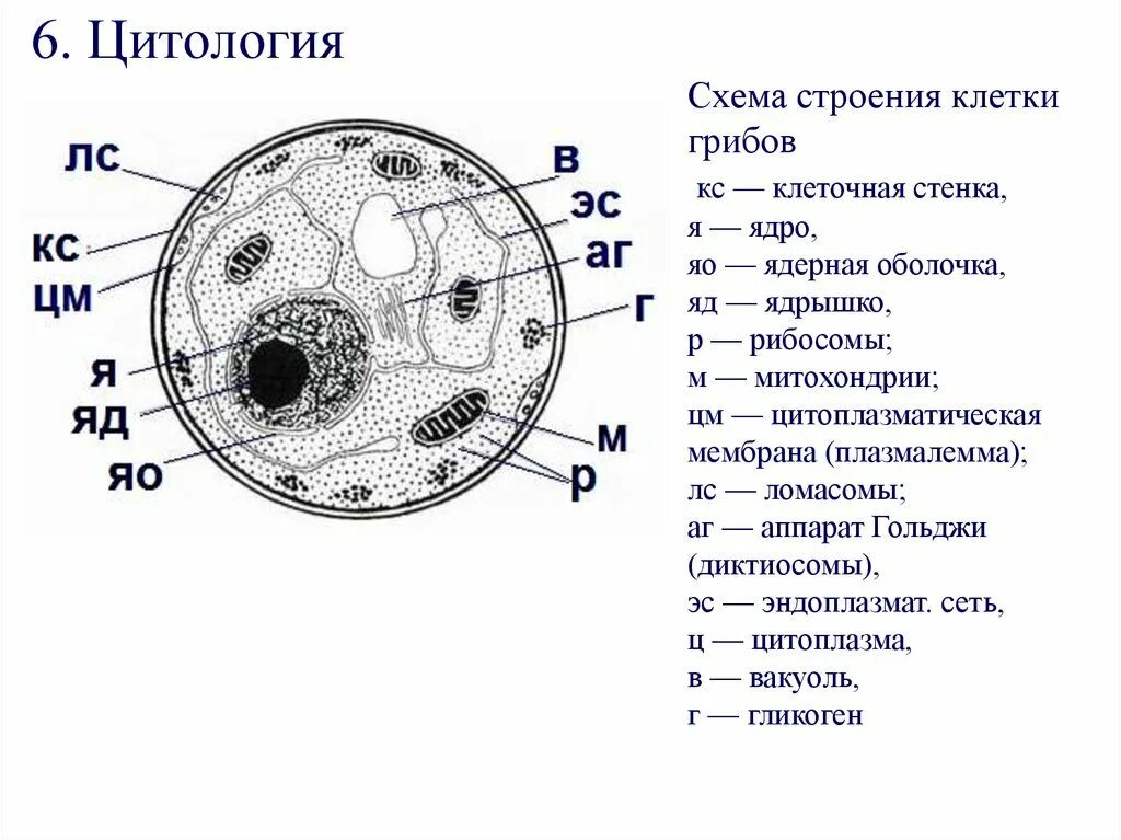 Схема строения клетки гриба. Схема строения грибной клетки. Схема строения грибной клетки рисунок. Строение ядра грибной клетки. Есть ли ядро у грибов