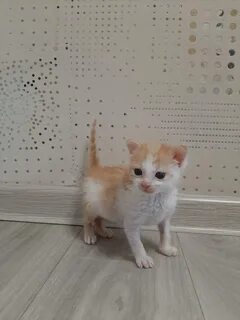 Коты щелково